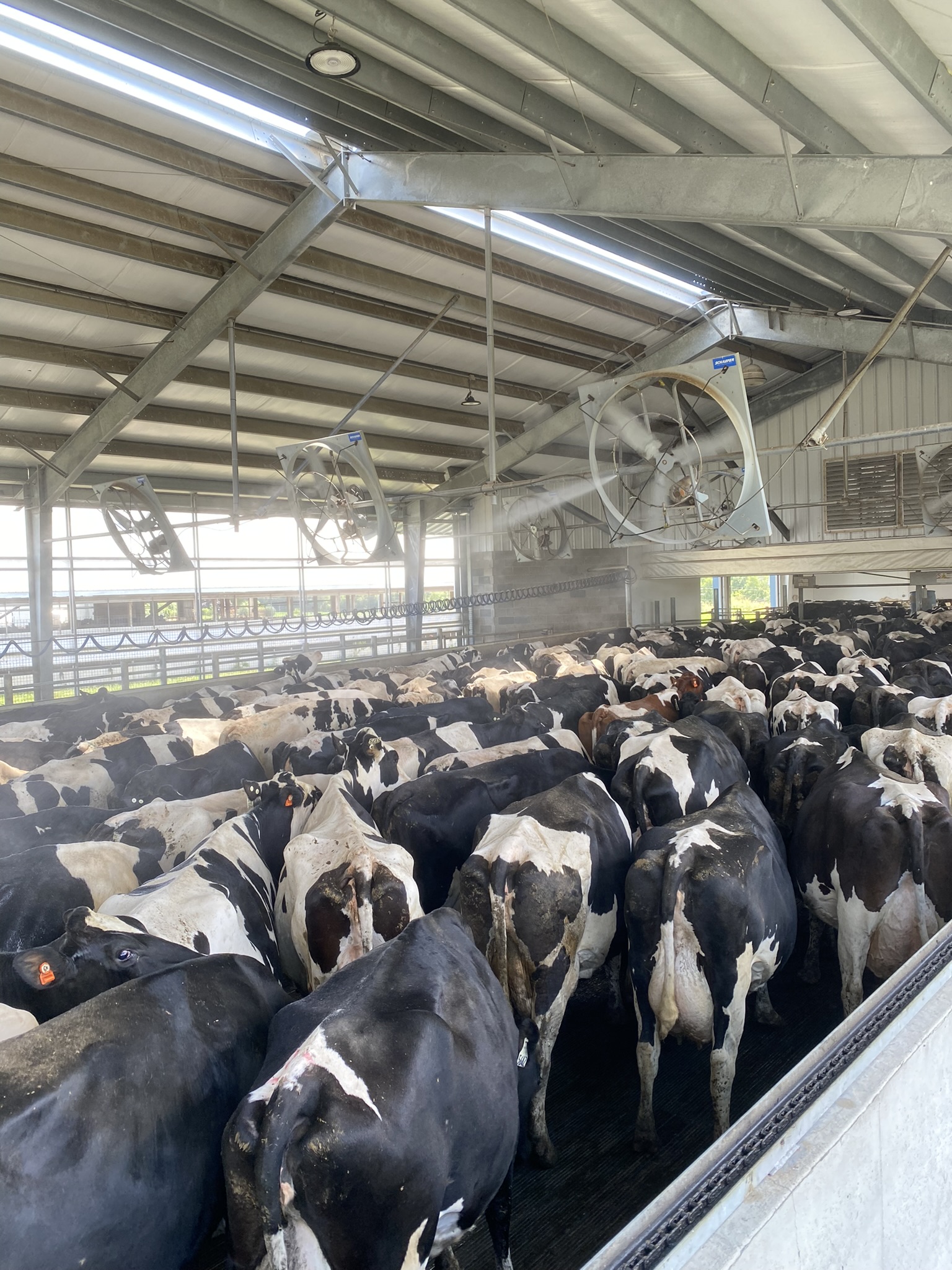 Cows in the barn